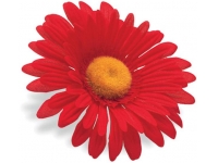 flor guiador electra red sunflower 328635