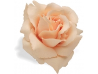 flor guiador electra cream rose 328637
